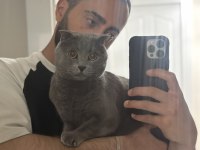 Asil bir scottish fold