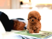 Safkan Toy Poodle Bebeklerimiz
