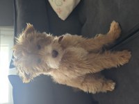 5 aylık aşıları eğitimi tamamlanmış maltipoo
