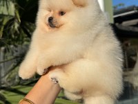 Orjinal Pomeranian boo
