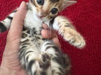 Show class bengal kedisi bebekler