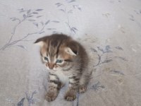 Scottish Fold Yavru 3 Aylık Erkek
