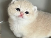 British Shorthair Golden Dişi Bebekler