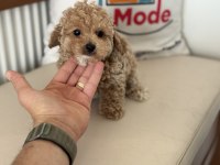 Yasal ruhsatlı çiftlikde ziyarete açık maltipoo