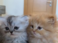 1,5 aylık british longhair