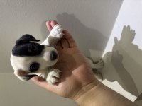 Dişi kısa bacak jack russell maskeli