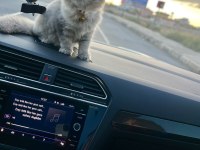 SCOTTİSH STRAİGHT DUMAN KEDİMİZ