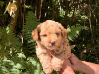 Harika Maltipoo Yavrularımız