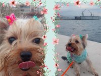 Mini Yorkshire Terrier yavruları