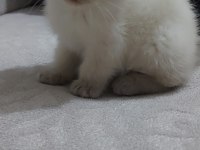 Scottish fold blue point