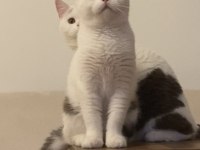 Ücretsiz British Shorthair Chocolatte Van