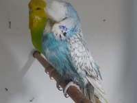 Show jumbo dişiler kuşlar