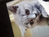 British shorthair 2 aylık
