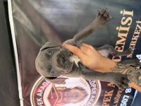 Blue Mavi Göz Cane Corso Yavrular