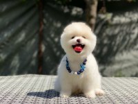 Pomeranian boo yavrular