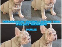 TÜRKİYE DE TEK VELVET BİGROPE FRENCH BULLDOG YAVRULAR