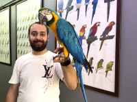 Full evcil eğitimli SARILACİVERT MACAW PAPAĞANIMIZ