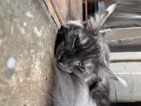 8 aylık dişi maine coon yavru