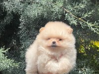 Safkan güzeller güzeli pomeranian bebeklerim
