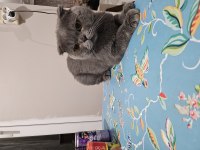 Gri Kaplan kısa kulak erkek eş arıyoruz scottish fold