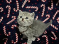 7 adet british yavrularımız yuva bekliyor