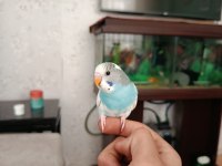 4 Aylık Yavru Muhabbet Kuşları Son 2 Adet Kaldı