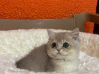 Blue Golden British Shorthair