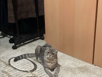 Scottish Fold 7 Aylık