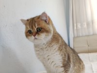 MÜKEMMEL KÜRK YAPISI VE RENKTE SAFKAN FULL ŞECERELİ KEDİMİZ