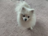 Pomeranian boo 1 yaşında