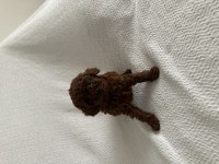 Erkek Dark Redbrown Kore Poodle Yavrular