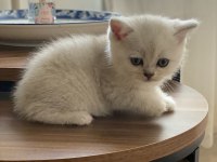 Chinchilla yavrularımız yeni ailelerini bekliyorlar