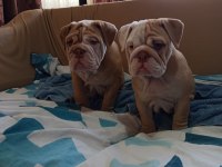 ÖZEL RENK EGZOTİK İNGİLİZ BULLDOG YAVRUMUZ