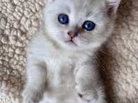 Safkan British Shorthair Lynx Point