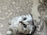 Scottish fold silver bebekler