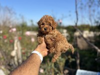 Teacup boy red brown Poodle cinsi bebekler
