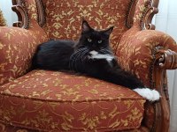Maine Coon 20 ocak doğumlu ANTALYA