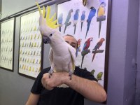 EĞİTİMLİ DEV BOY TRİTON SÜLFÜR KAKADU PAPAĞANIMIZ