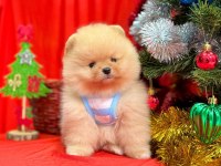 Safkan Pomeranian Boo Köpeklerimiz