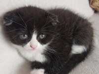 Scottish fold smoking