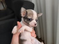 Harika mini güzel renkli şivava bebekler