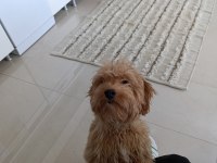 Toy poodle ve maltipoo köpeklerimizi sahiplendirme