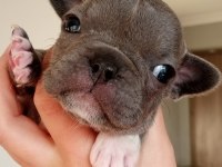 EGZOTİC BLUE FRENCH BULLDOG KALİTELİ BEBEKLER