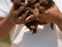 Toy Poodle Bebekler