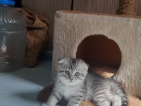 Bayram şekerleri scottish fold