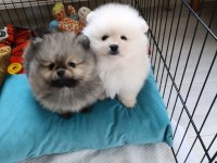 Pomeranian boo bebeklerimiz yeni sahiplerini bekliyorlar