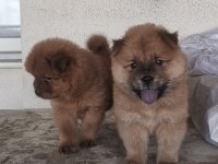 Erkek dişi 45 günlük yavrular chow chow