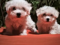 Maltese Terrier Yavrular