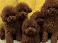 Poodle Yavruları