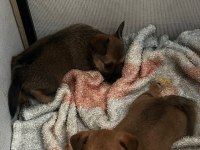 6 aylık ırkının tüm özelliklerini taşıyan pinscher